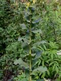 Verbascum phlomoides