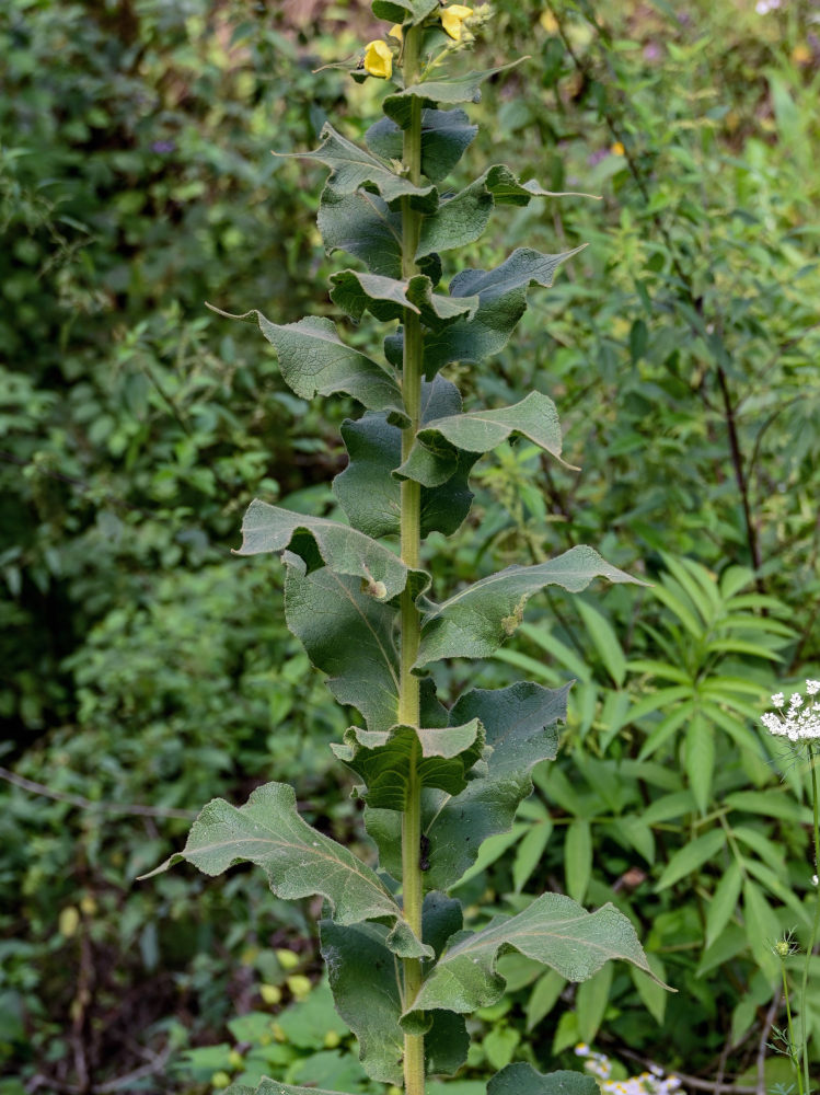 Изображение особи Verbascum phlomoides.