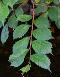 Ulmus japonica