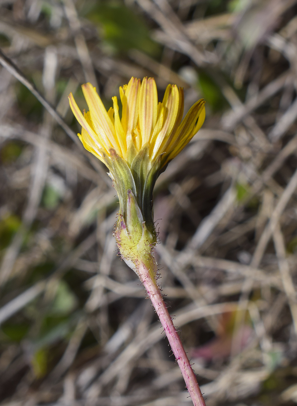 Image of Sonchus bulbosus specimen.