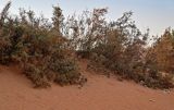 genus Tamarix. Плодоносящие растения. Марокко, обл. Драа - Тафилалет, пустыня Сахара, окр. дер. Мерзуга, Эрг Шебби, склон бархана. 03.01.2023.