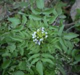 Nasturtium officinale. Соцветие с бутонами, цветками и отдыхающей мухой и листья. Абхазия, Гагрский р-н, с. Лдзаа, водоотводный канал. 11.04.2024.