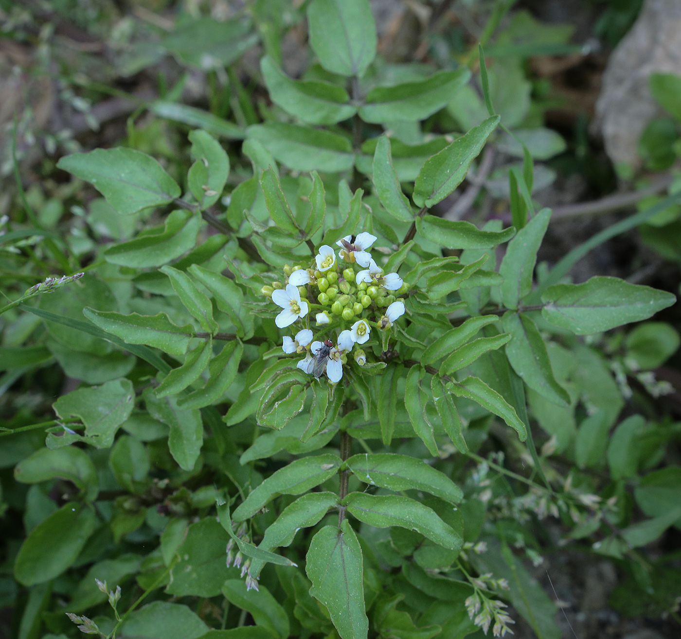 Image of Nasturtium officinale specimen.