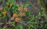 Spiraea hypericifolia. Часть ветви с соплодиями. Оренбургская обл., Гайский гор. округ, Губерлинские горы, степной склон. 03.07.2023.