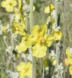 Verbascum undulatum