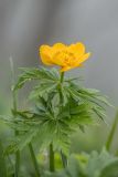 Trollius ranunculinus