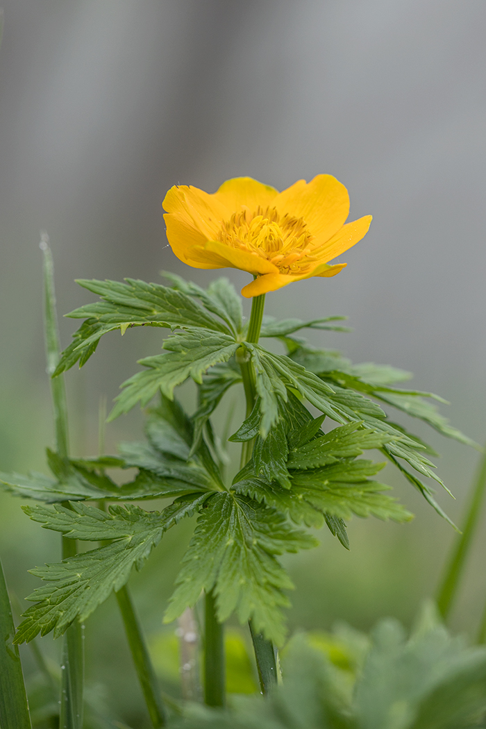 Изображение особи Trollius ranunculinus.