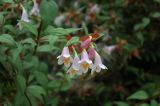 Abelia uniflora