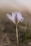 Crocus reticulatus. Цветущее растение. Адыгея, Майкопский р-н, плато Лаго-Наки, ≈ 2100 м н.у.м., субальпийский луг. 01.05.2024.