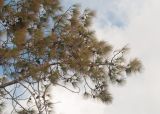 род Pinus