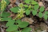 Astragalus glycyphyllos