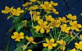 Caltha palustris