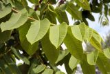 Juglans mandshurica