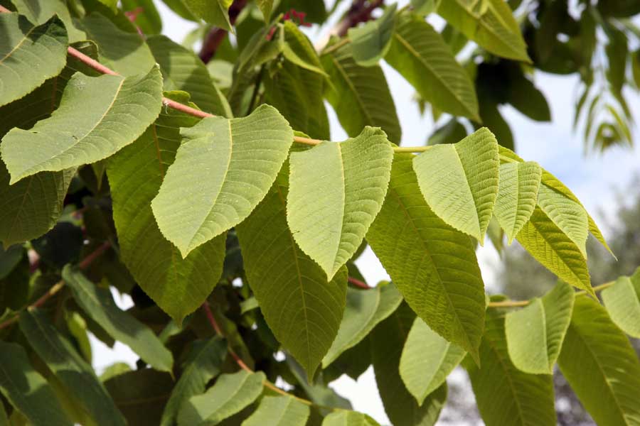 Image of Juglans mandshurica specimen.