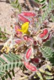 Astragalus rubtzovii