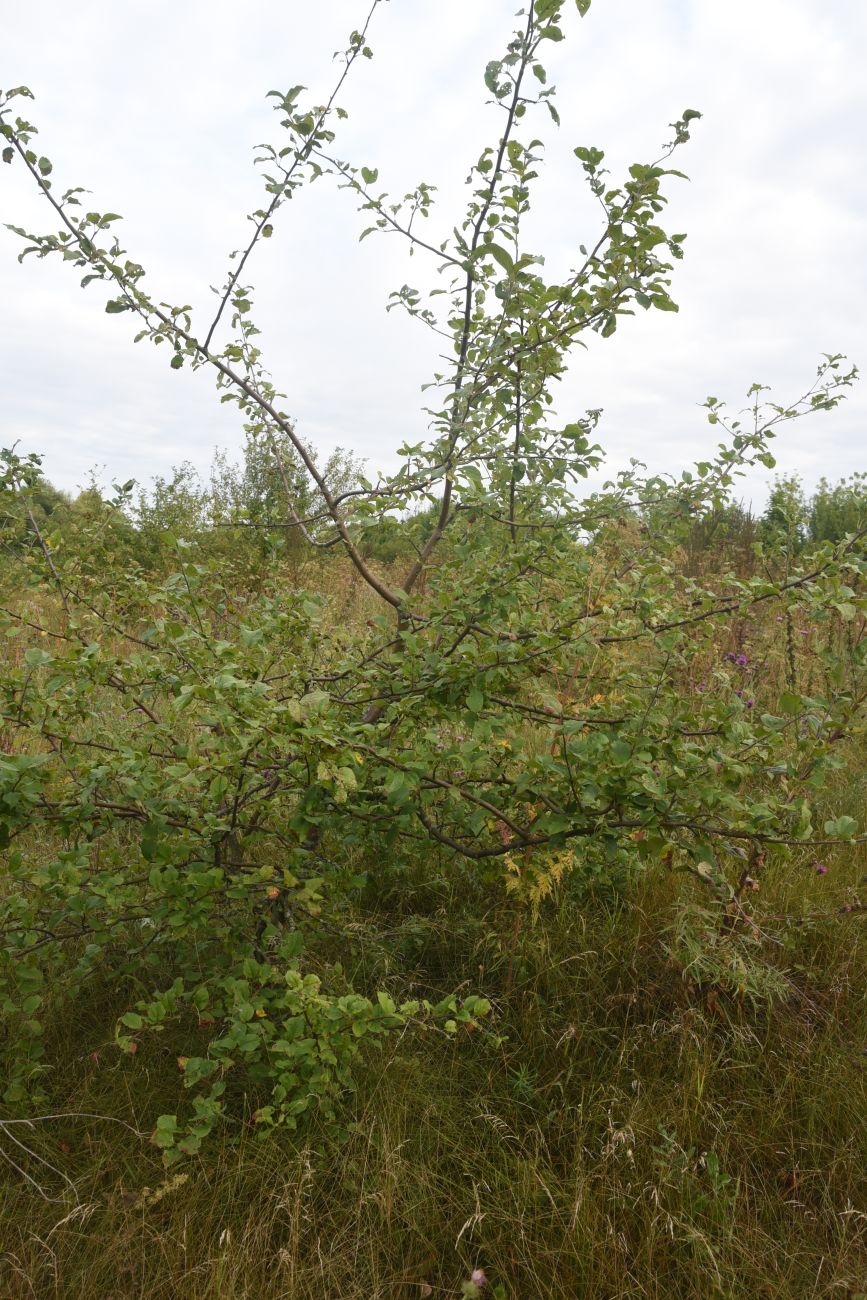 Image of genus Malus specimen.