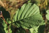 Alnus glutinosa