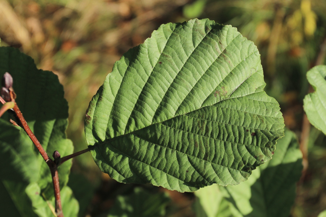 Изображение особи Alnus glutinosa.