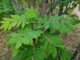 Sorbus domestica
