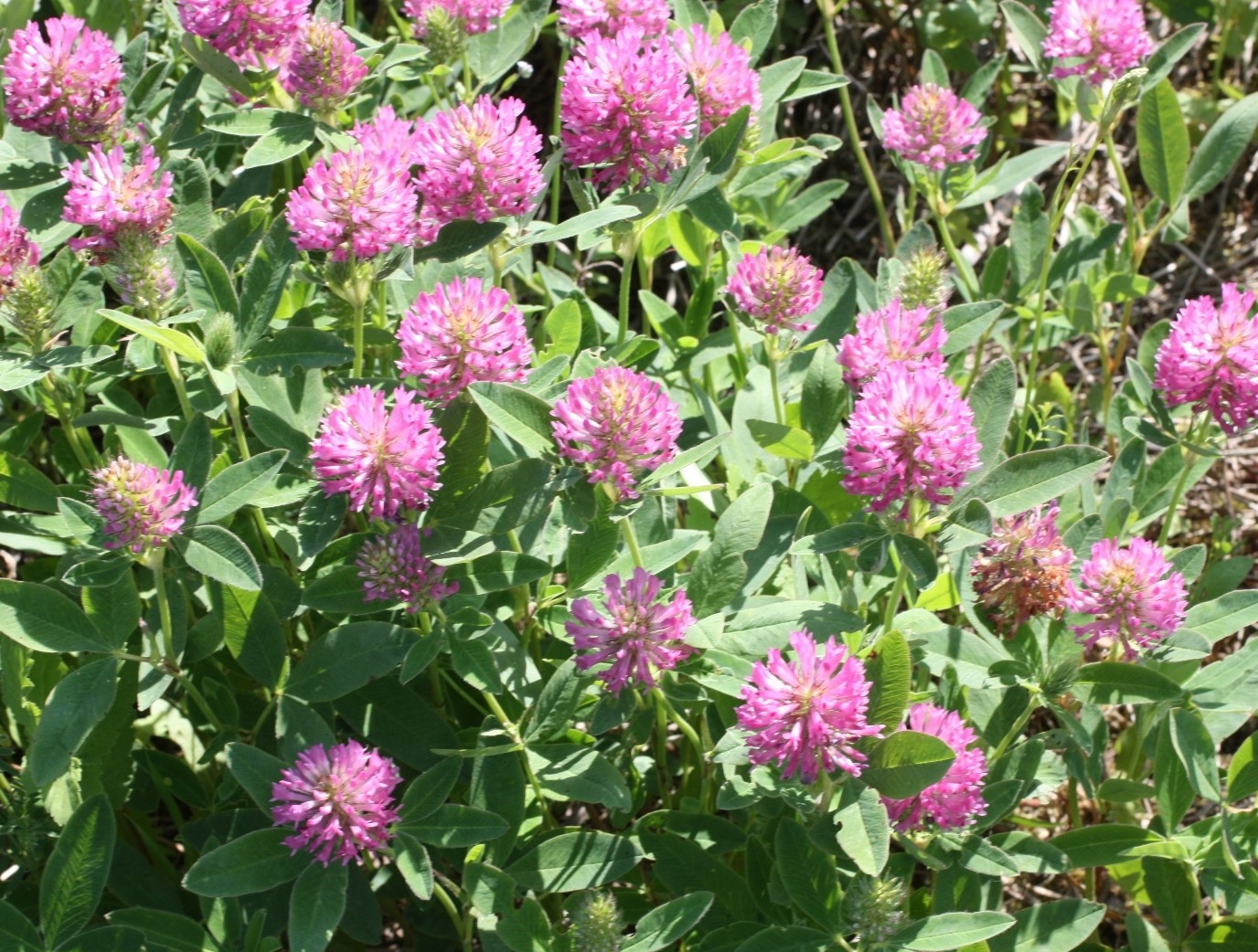 Изображение особи Trifolium medium.