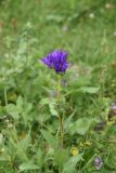 Campanula glomerata