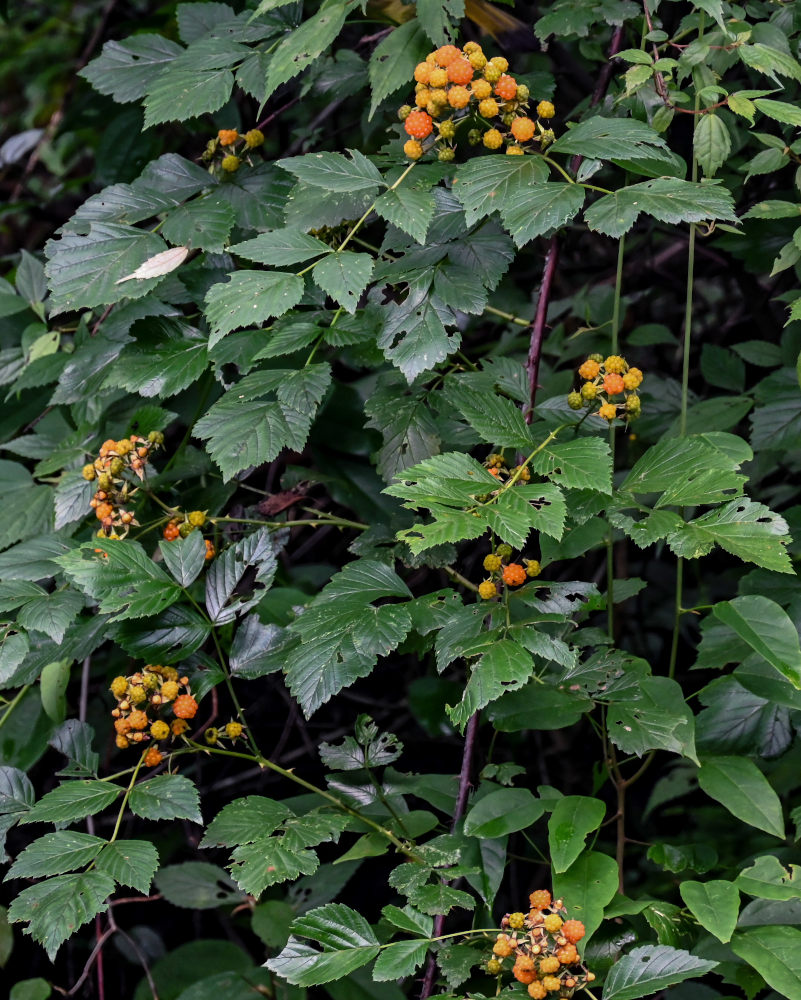 Изображение особи Rubus coreanus.