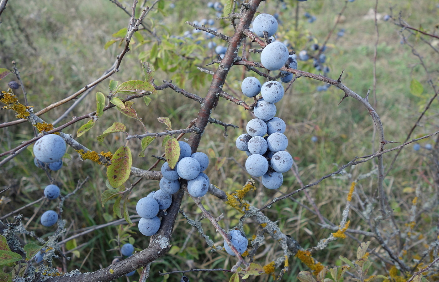 Image of Prunus spinosa specimen.
