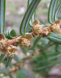 Pseudotaxus chienii