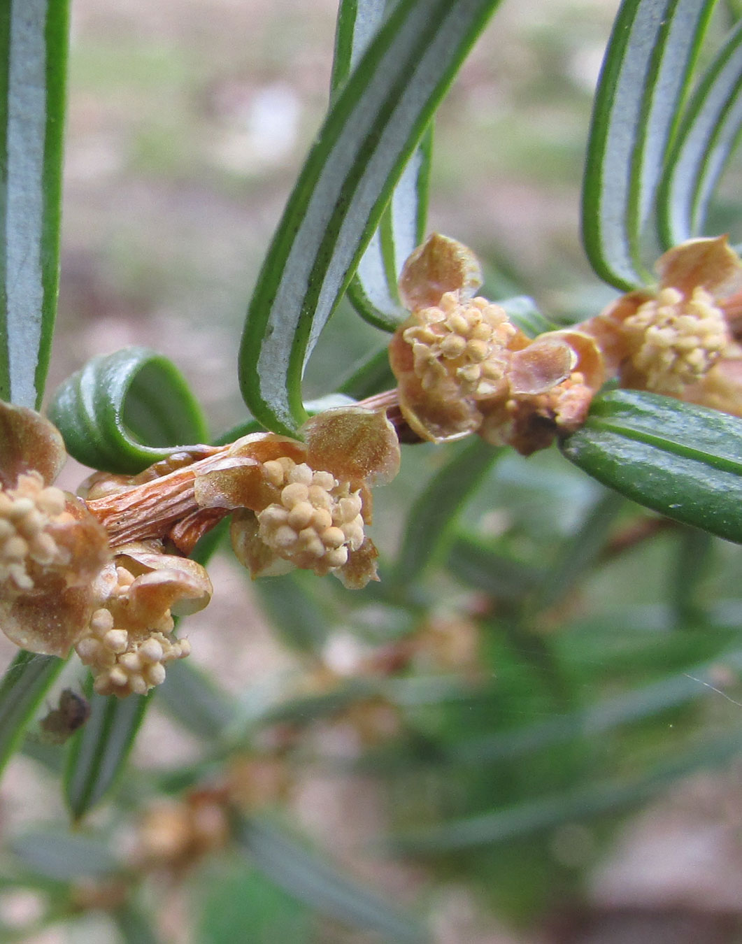 Image of Pseudotaxus chienii specimen.