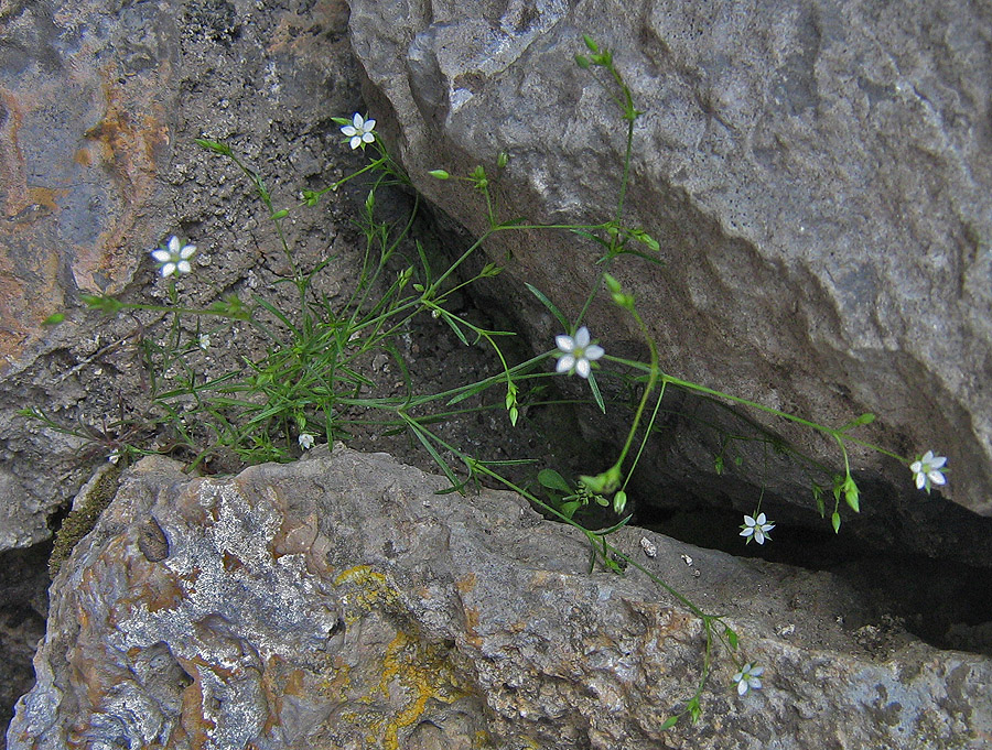 Изображение особи Minuartia pseudohybrida.