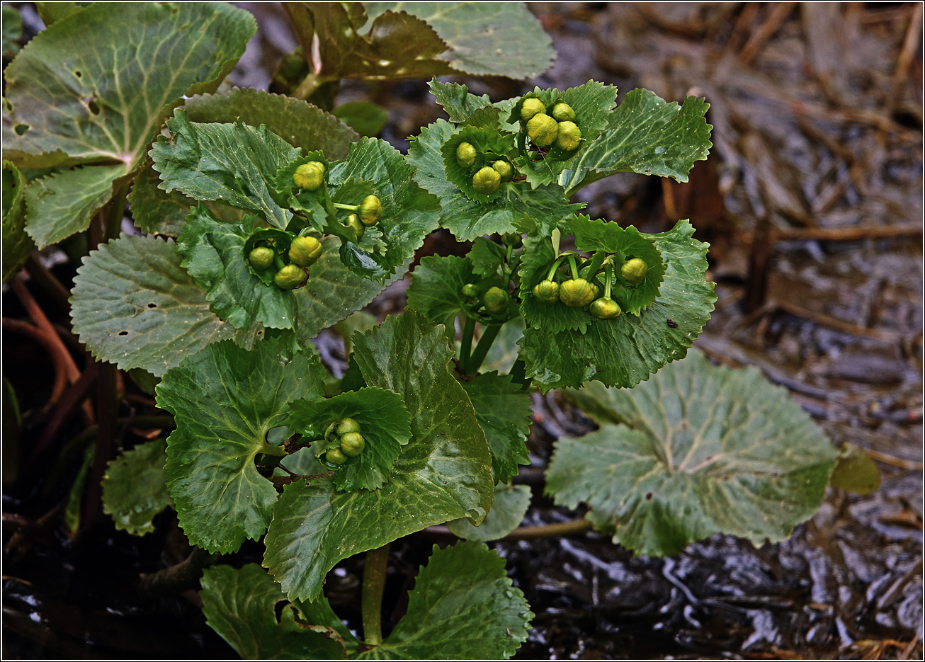 Image of Caltha palustris specimen.