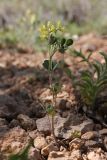 Trigonella strangulata