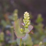 Chylocalyx perfoliatus