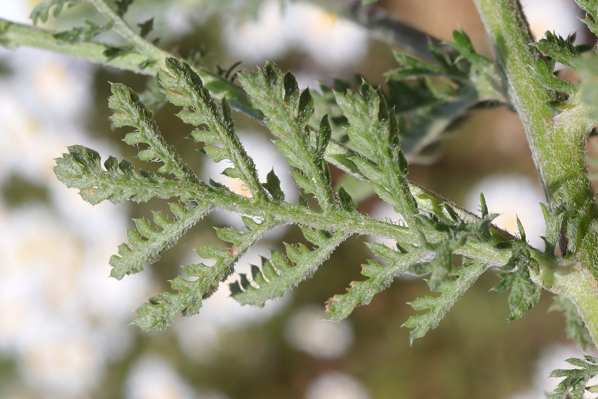 Image of Anthemis austriaca specimen.