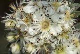 View full-size image Crataegus orientalis