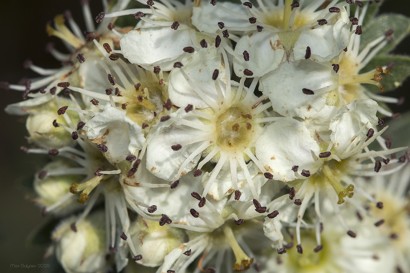 Image of Crataegus orientalis specimen.