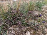 Nonea taurica. Цветущее растение в сообществе с Muscari neglectum. Крым, г. Судак, ур. Алчак-Кая, с.-в. склон, луг. 10.04.2025.