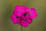 Dianthus ruprechtii