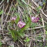 Cypripedium macranthos