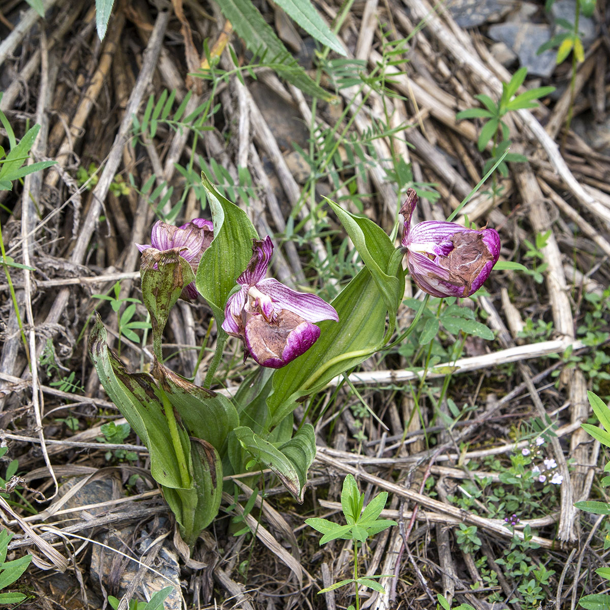 Image of Cypripedium macranthos specimen.