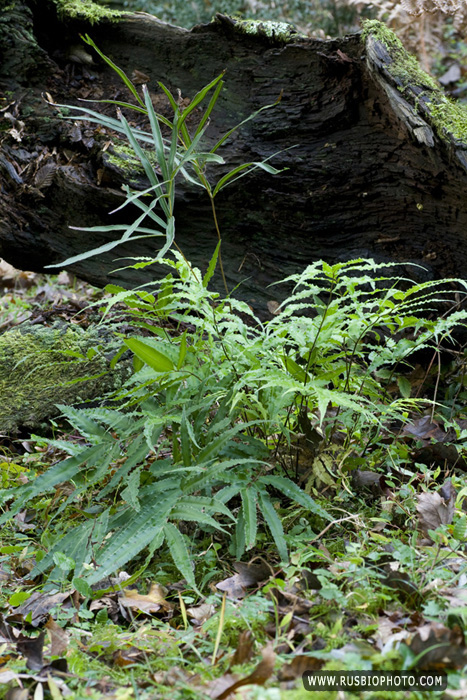 Изображение особи Pteris cretica.