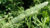 Phleum pratense