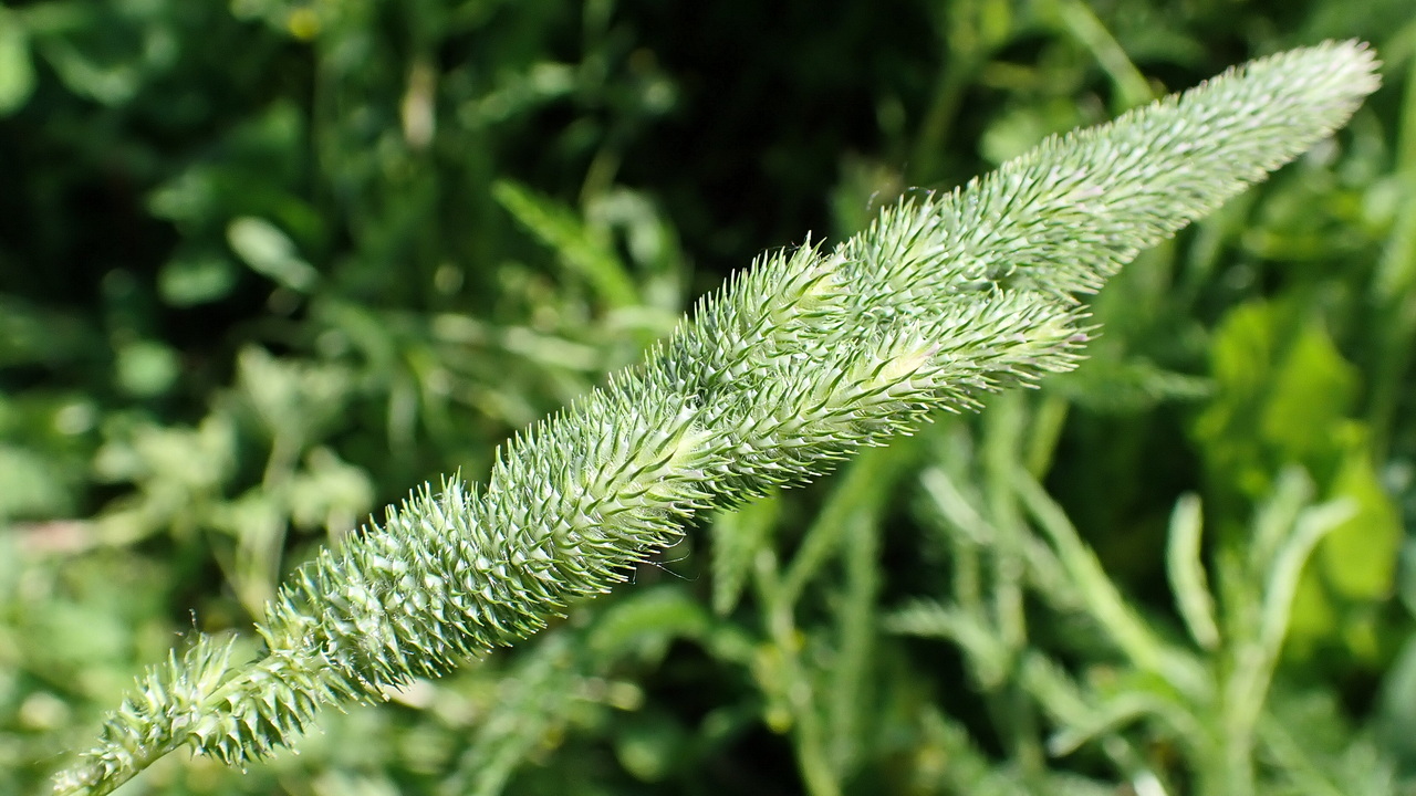 Изображение особи Phleum phleoides.