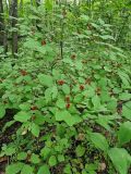 Lonicera xylosteum