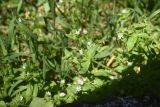 род Stellaria. Верхушка цветущего растения. Турция, ил Ван, г. Ахлат, р-н Харабе Шехир, рядом с разрушенным домом. 21 мая 2025 г.