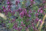 Teucrium chamaedrys