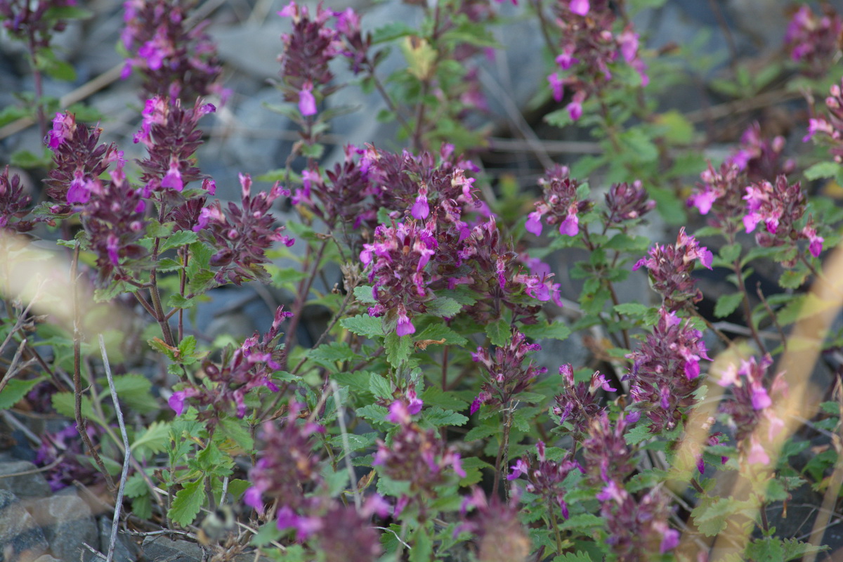 Image of Teucrium chamaedrys specimen.