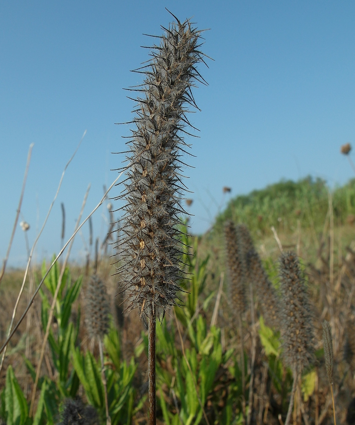 Изображение особи род Trifolium.
