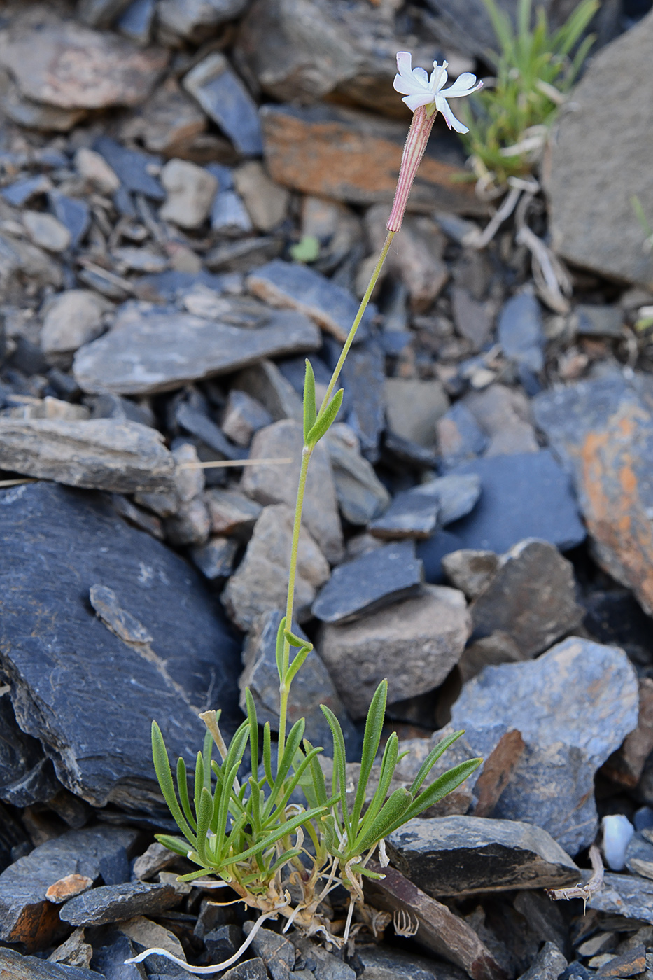 Изображение особи Silene microphylla.