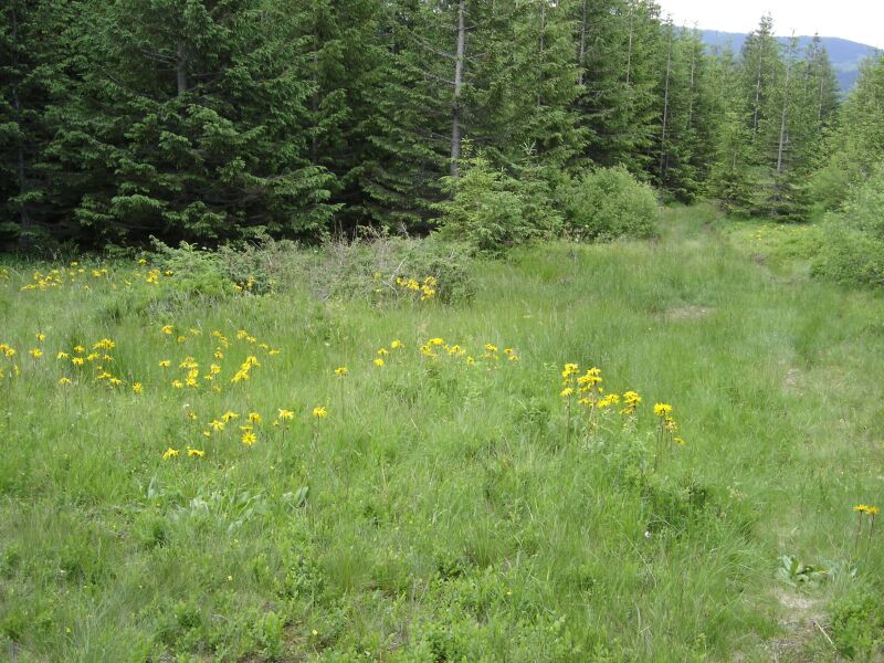Image of Arnica montana specimen.
